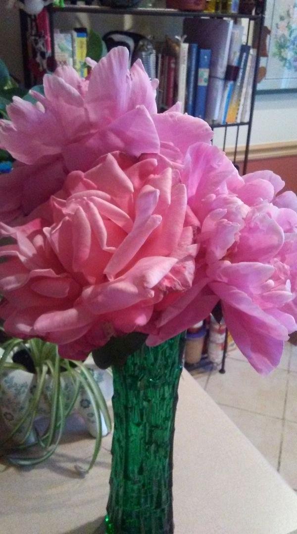 Here are some beautiful flowers for everyone to peonies and a giant Rose they smell even better than they look have a good June day
