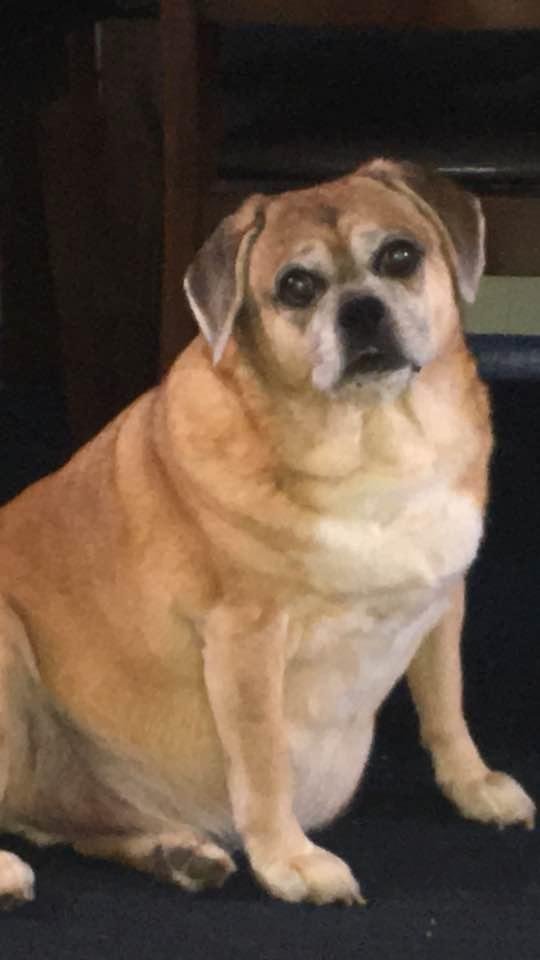 Here is my buddy Rocko