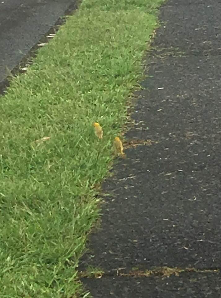 Another pair leading on this mornings walk.