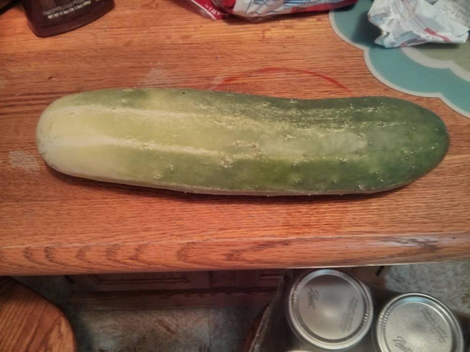 Just picked this cucumber out of the garden at my house 11 inches long wow
