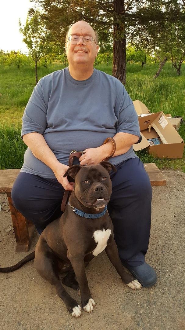 Lucy  -16  month old, American Pit Bull - back from walkies
