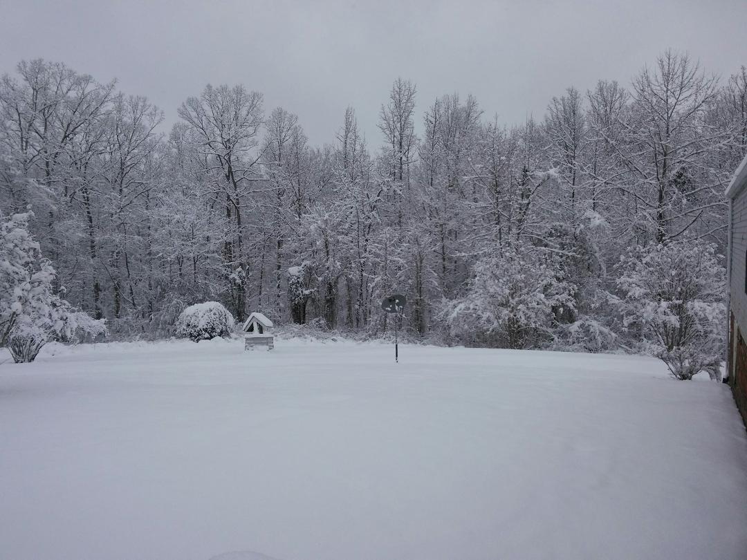 backyard.