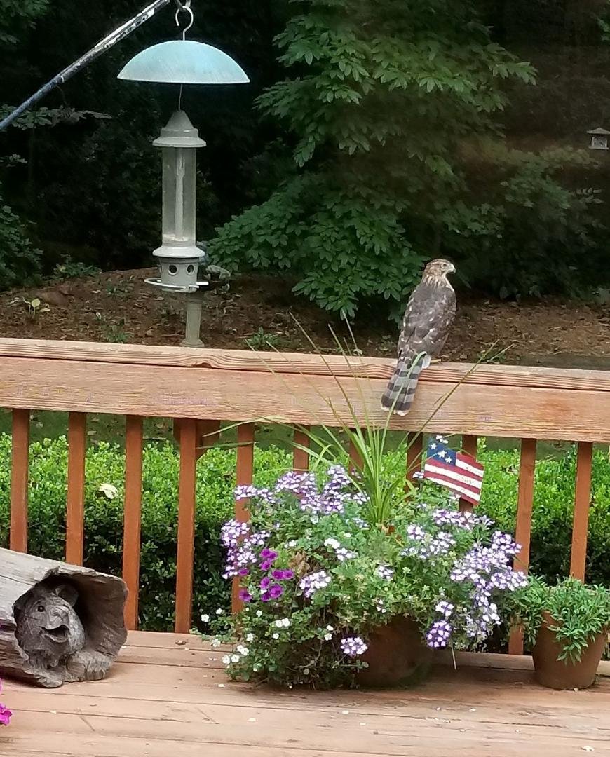 I don't think he's interestedin the bird seed.