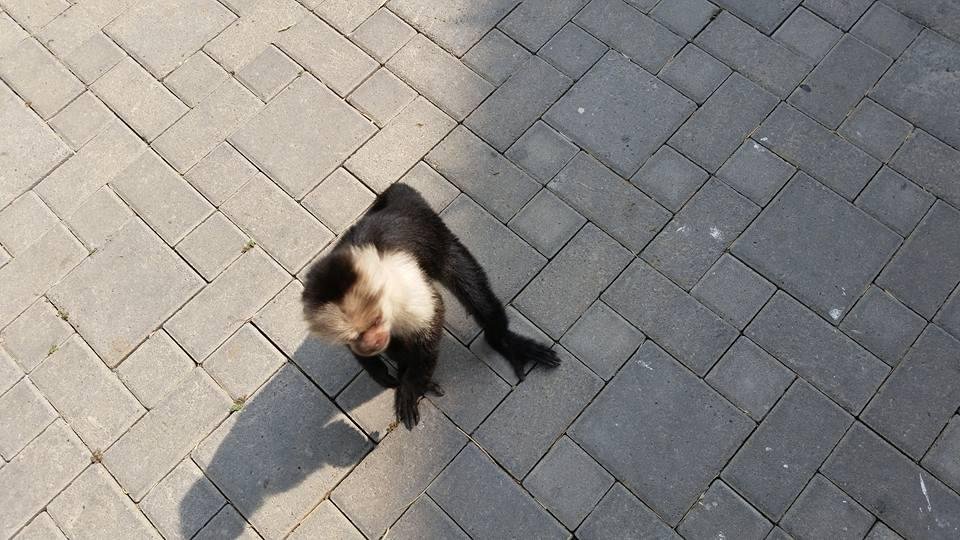 Lynn Sunday's album, Mobile Uploads