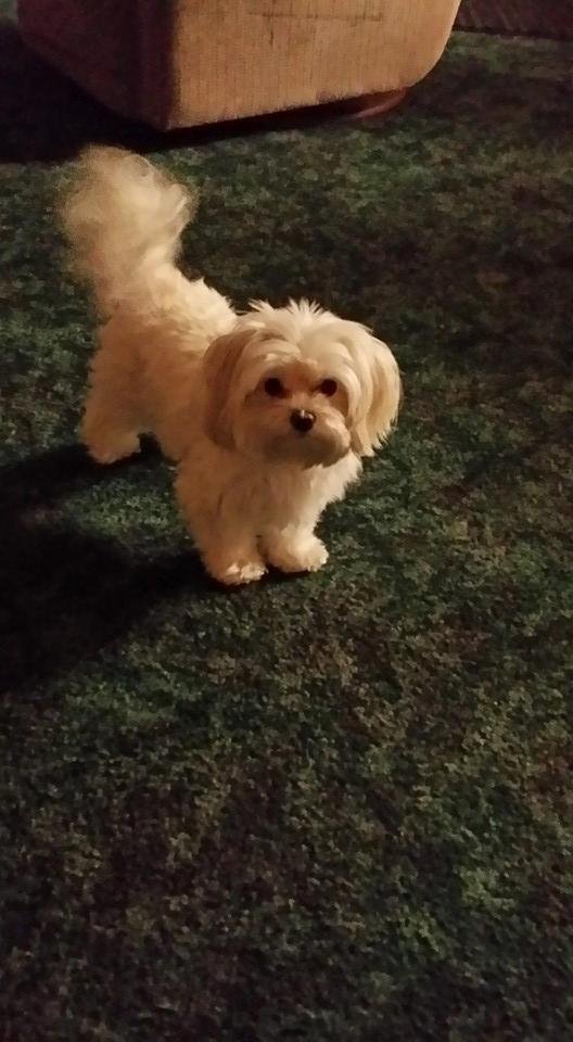 Mitzi