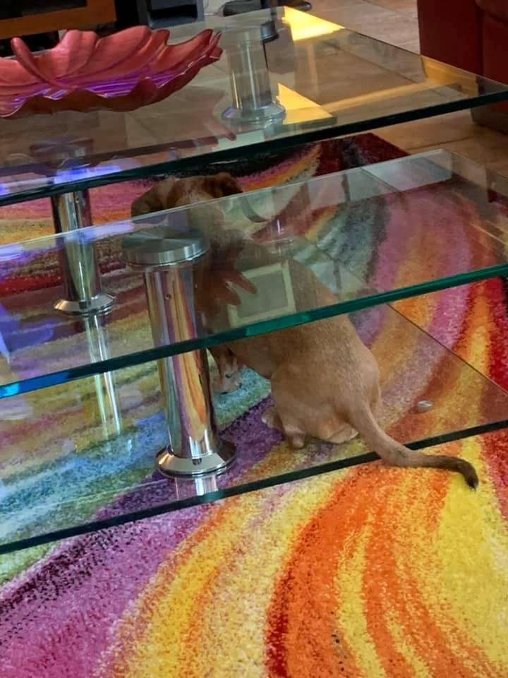 What is silly Bella doing under the coffee table? 😂