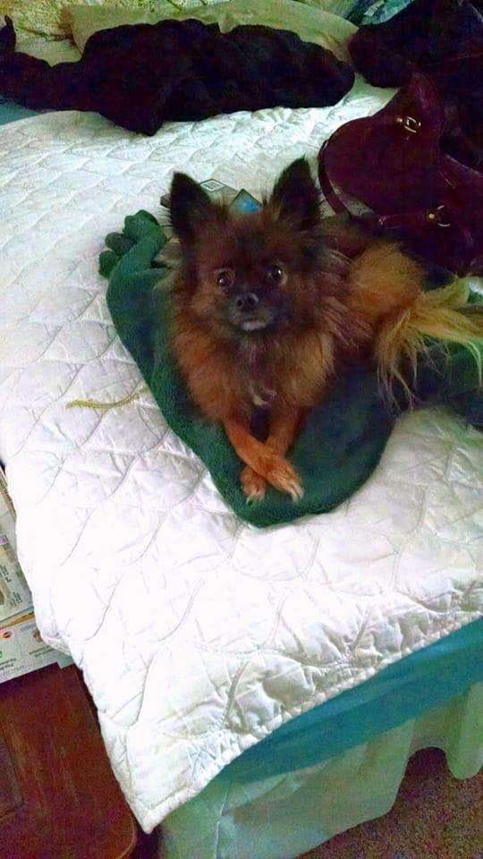 We have lost me and wife's oldest friend since we have been together. We got Cinnamon when he was approximately 1 yr old when we got him in 2008, his health had been going down for several months, but today it was time.