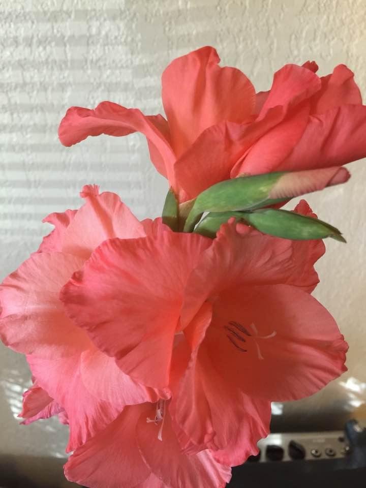 Look what was blooming when I got home!!!