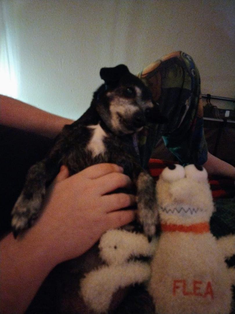 Her new toy Fiona flea