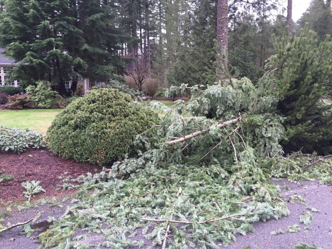 The wind hit us hard two large trees in the front yard, lucky they fell toward the street and not the house. Anyone know a tree guy that is local?
