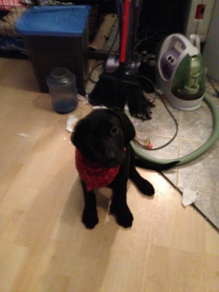 My cute little puppy
Press like If she's super adorbs