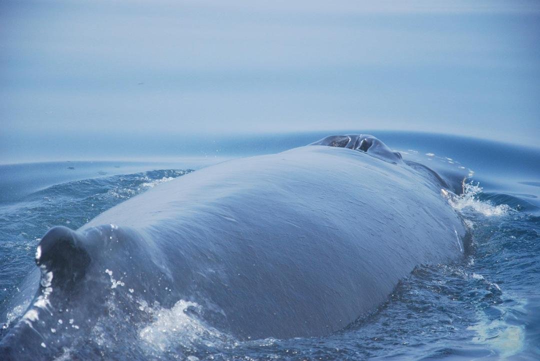 A Humpback whale, photo by Allison Reed without telephoto lens
