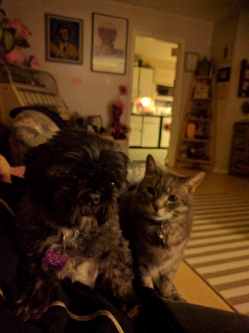 Best buddies