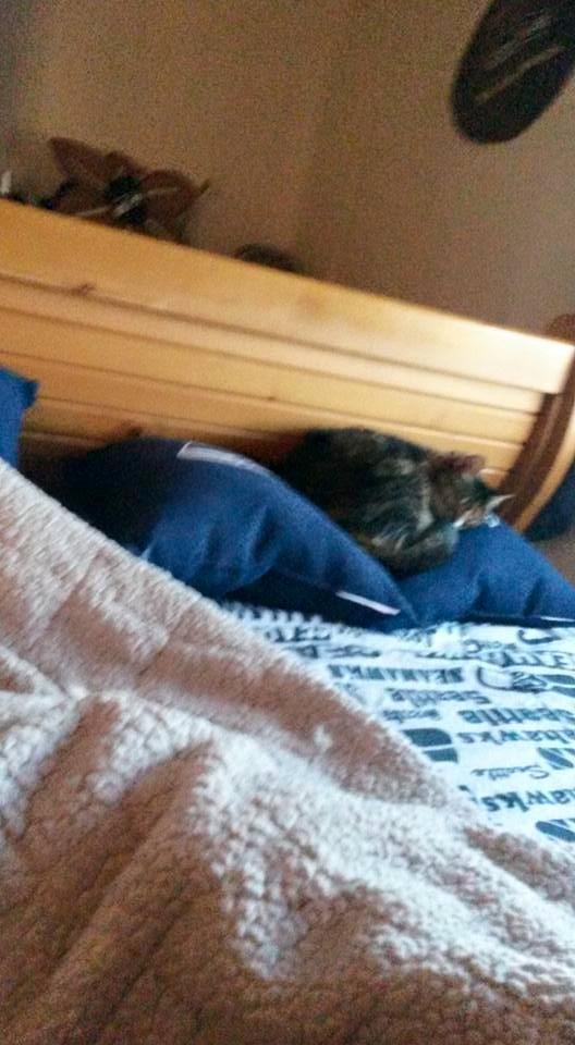 Even my kitty likes the seahawks!