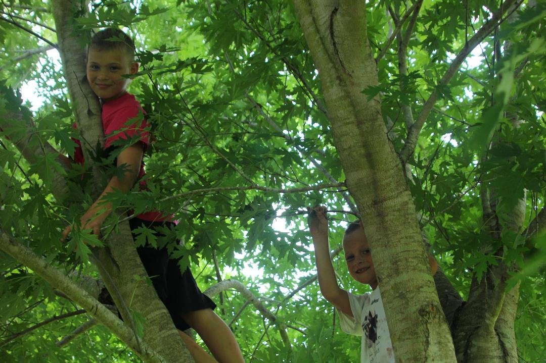 Climbing trees after working so hard making jelly,