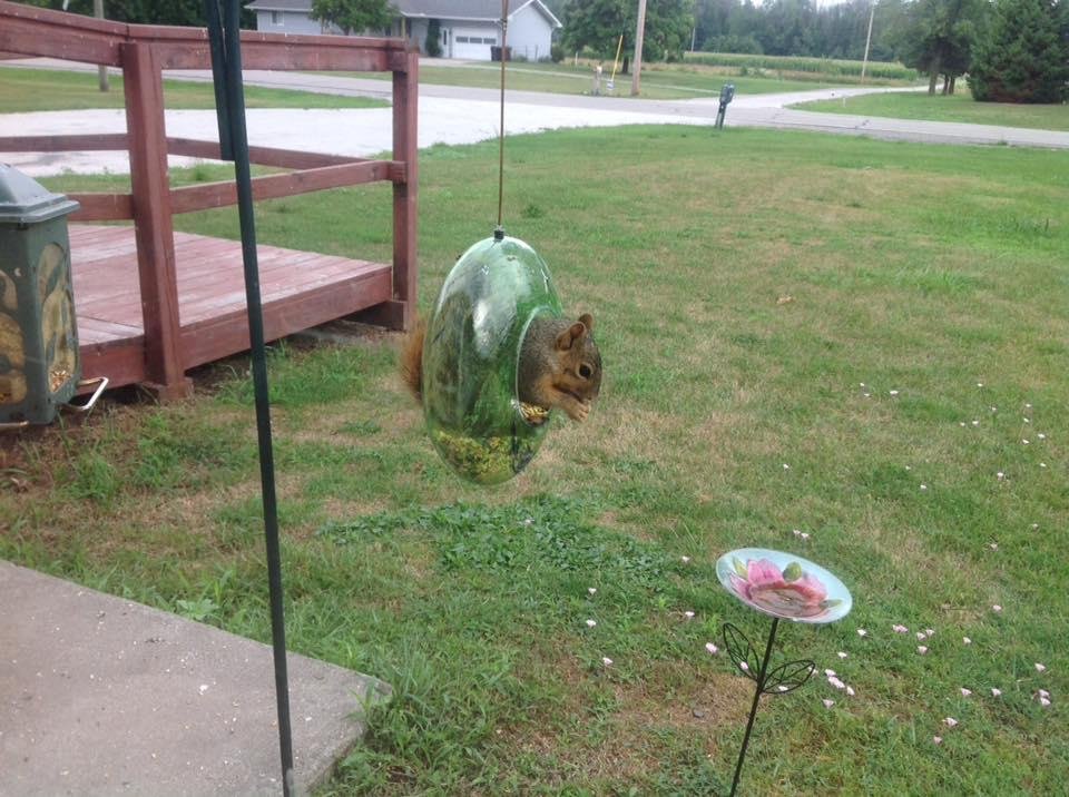 Here is one of him eating