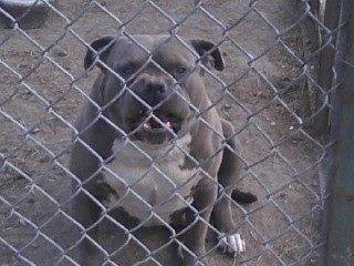 This is blue Butch out of Jasmyn and General 3 years old The Boogy man