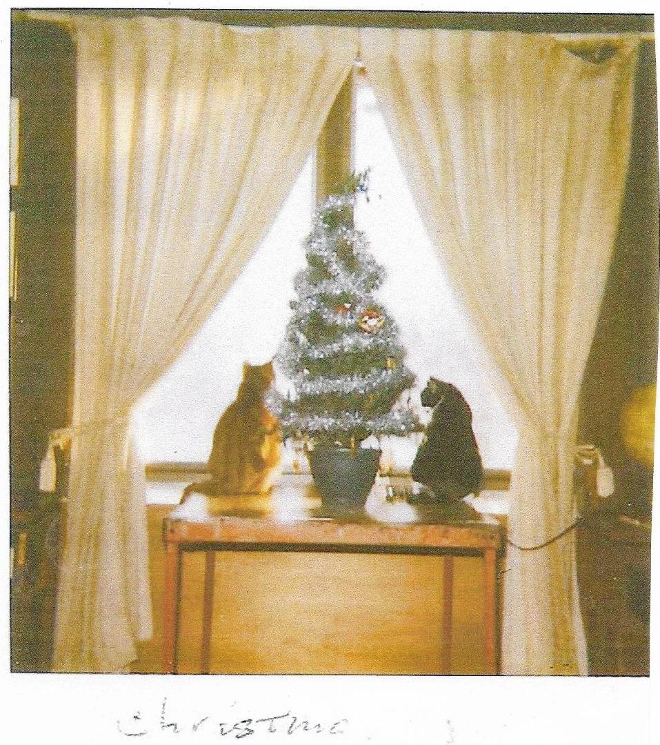 Sammi and Cinnamon watching for Santa.