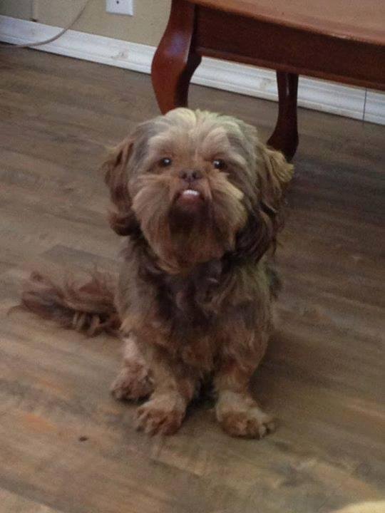 DOG LOST!! In the Oyster River/ Black Creek Storage area, he got out around 630-7 pm last night, his name is Wookie and he's a small dog. If anyone has seen or has him please call Wanda Rich 250-337-5215 we would really lik
