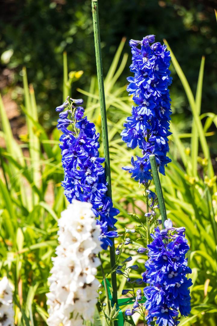 Patrick McDougle's album, Yampa River Botanic Park