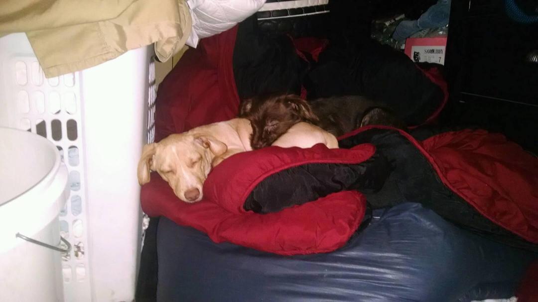 A pic of the newer dogs to show my parents.