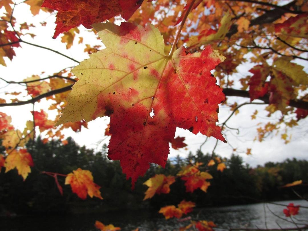 Michael Doyle's album, Muskoka in the Fall