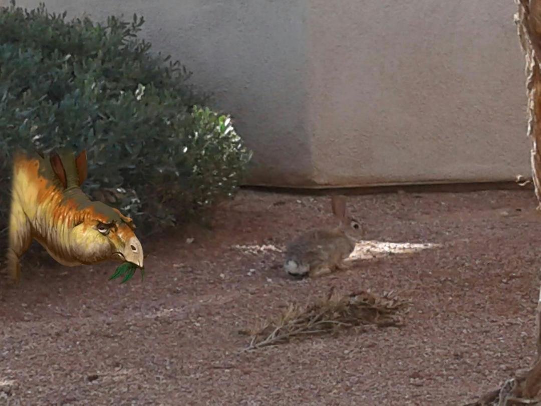 Not sure what kinda bunnies this is!! Lol