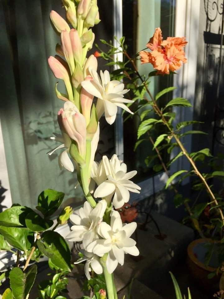 Here's my Tuberose (in the foreground) in bloom finally. It's been a long wait but well worth it and the fragrance is unbelievable (wish I could share it with you). In the background (in orange) is a Hibiscus called El Capi