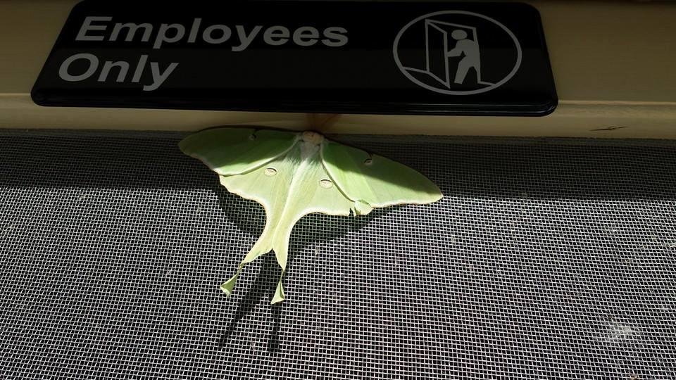 Lunar moth how pretty to only live a few days