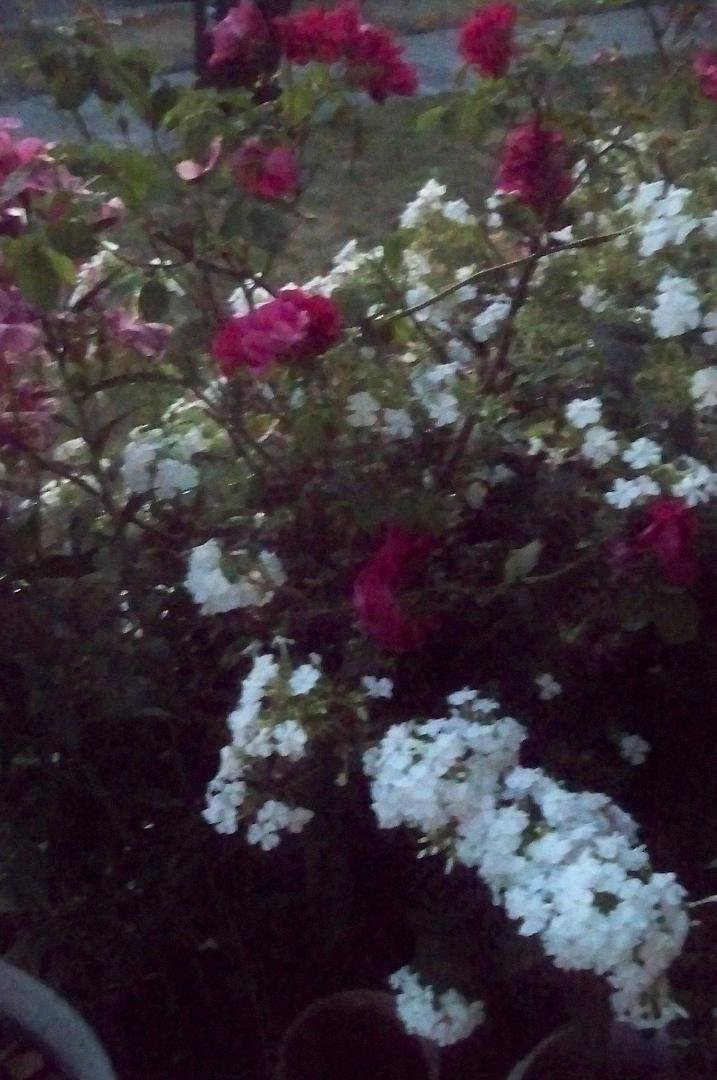 Life is a Challenge, I will always remain positive through challenge ,growing and blooming into new life discoveries. Loving and trusting my Lord.