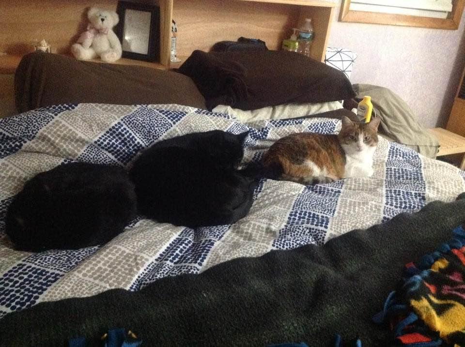Our fur babies