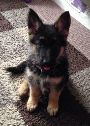This is Lexi, she’s an 8 week-old German Shepherd.
I bought Lexi as a surprise for my wife but it turns out she is allergic to long haired dogs so I am now looking to find her a new home.
She is 65 years old, an attract
