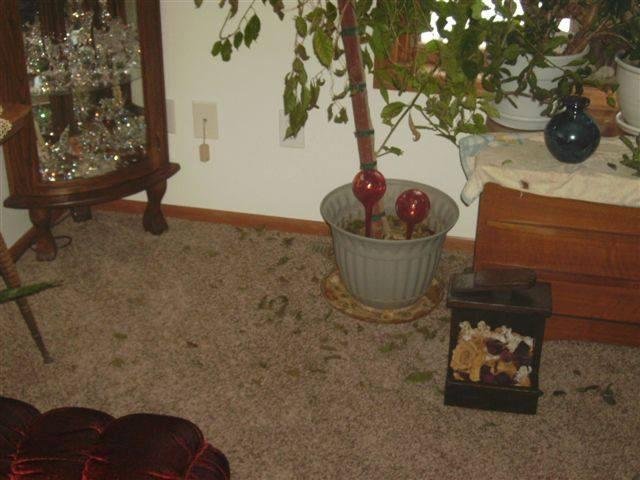 Other than Baby-Sitting my G-Daughter Miss Peyton the most important job I have here while Wanda is on vacation is to water her plants once a week.... I have a watering meter to check and see if I'm giving them enough water