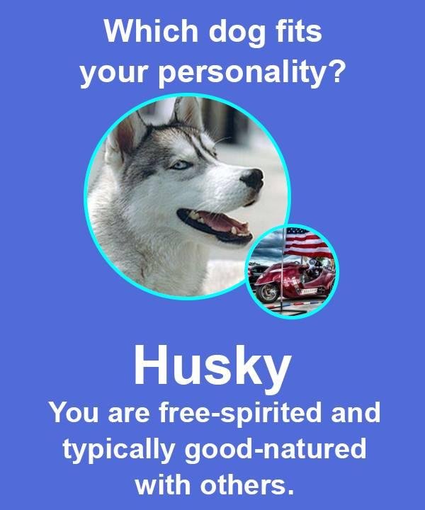sorry but I think they're wrong, More like a Tibetan Mastiff