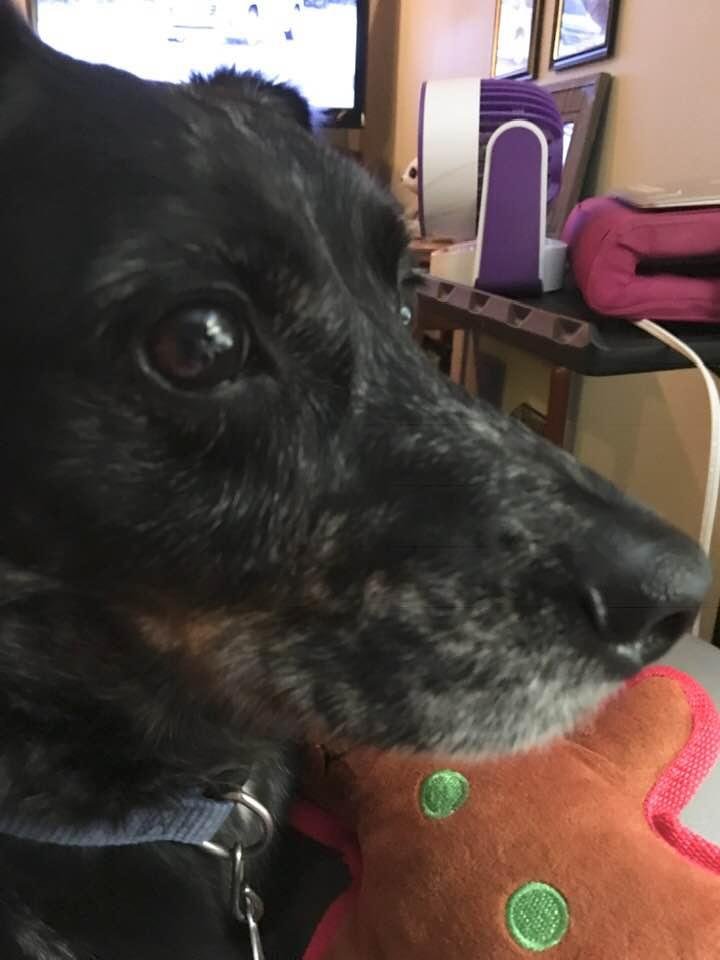 My boy Sonny has been on my lap most of the day. He knows I am sick. Animals just know.