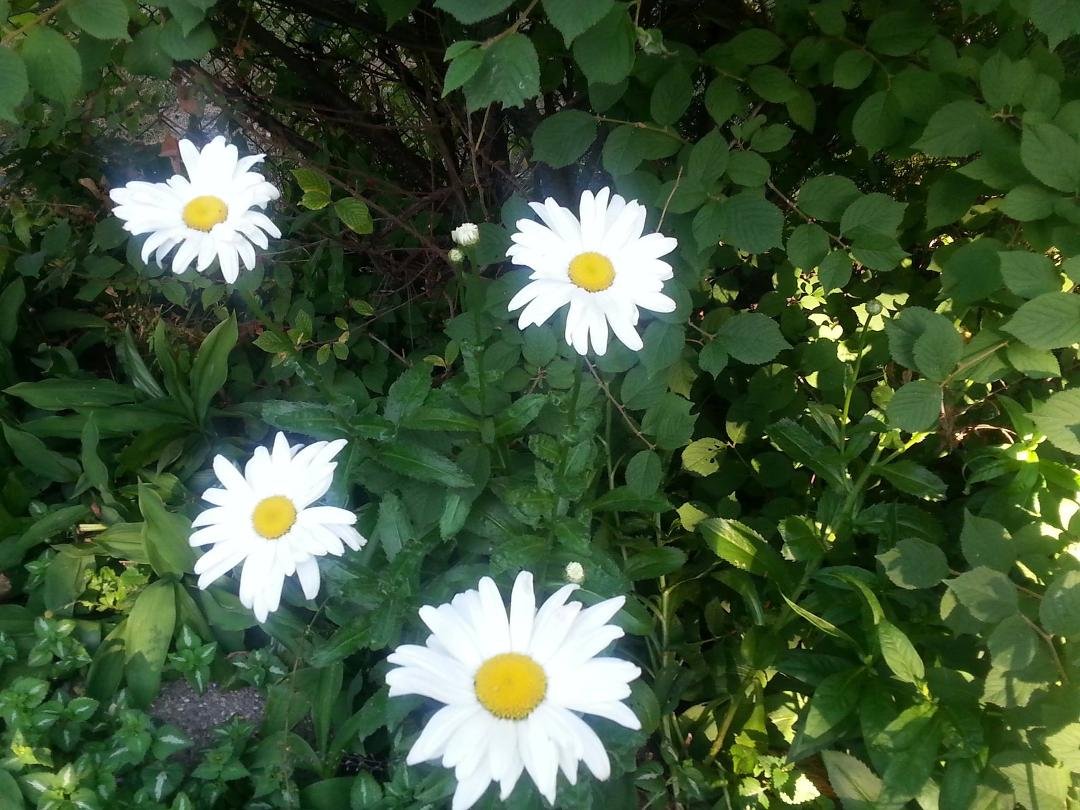 Susan Mallatratt's album, Timeline Photos