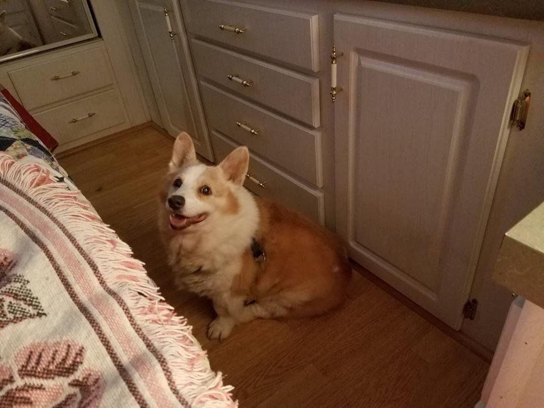 Our precious Corgan, now living in heaven.. Happy National Dog Day, to the best dog ever..