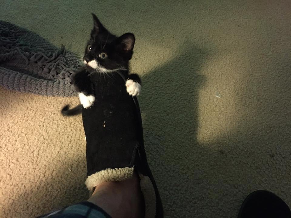 "Socks "newest member of the family😊