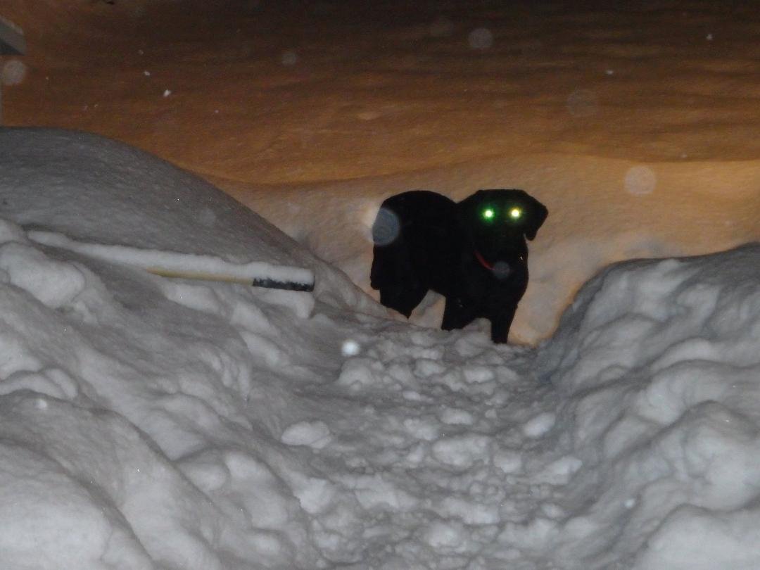 Shelby is an alien