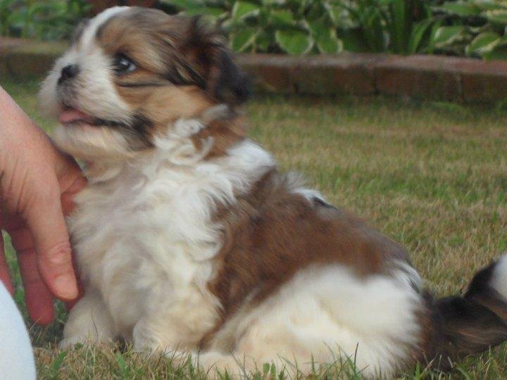 My baby, Sir Boomer Rang