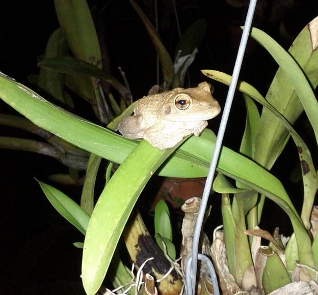 One of my resident tree frogs greeted me last night.