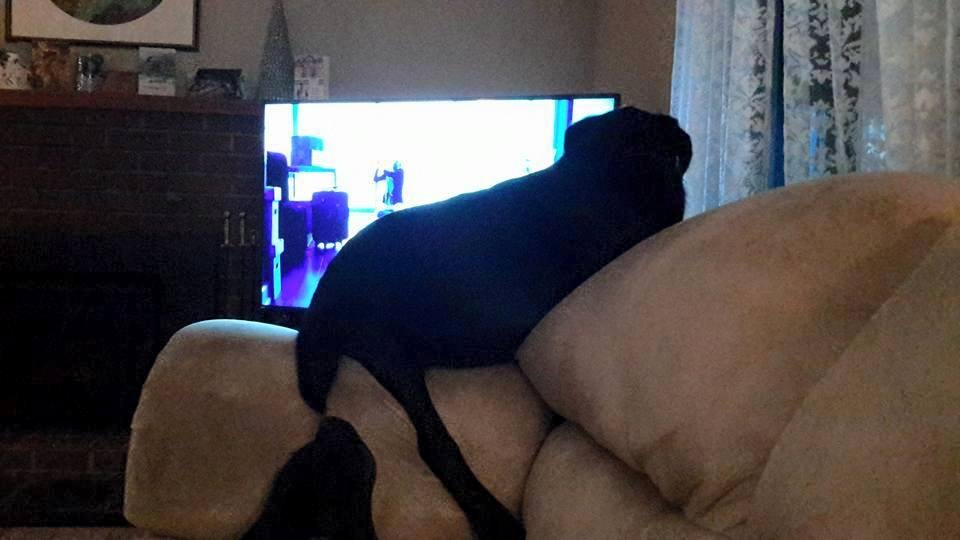 Wonka at his favourite position in front of the TV. He is forever looking out the window!