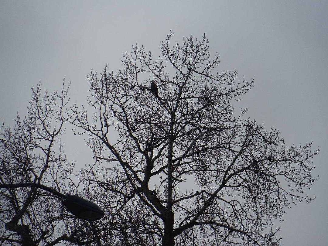 One of many eagles that we saw.