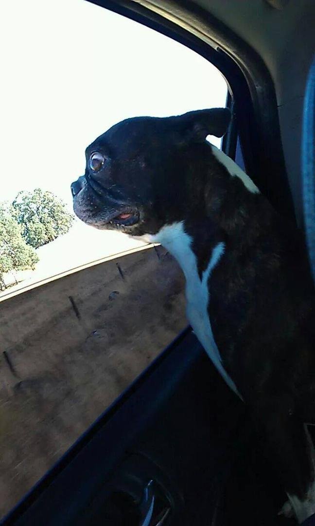 Bo is so cute and funny.
