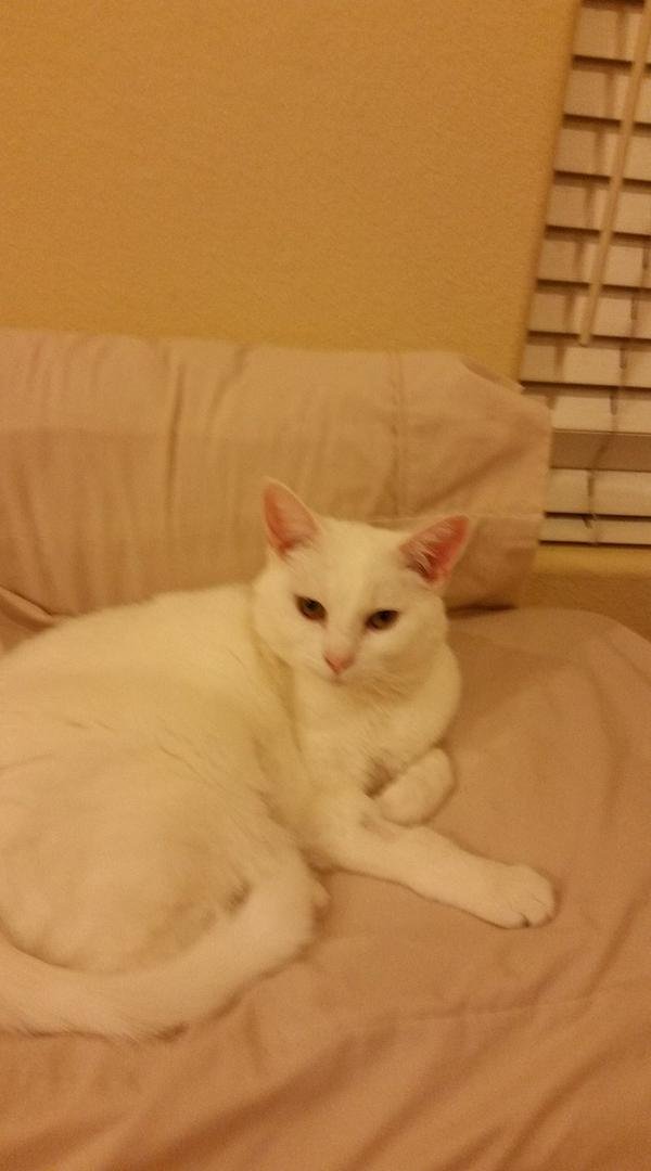 Our Dutchess relaxing on the pillow.