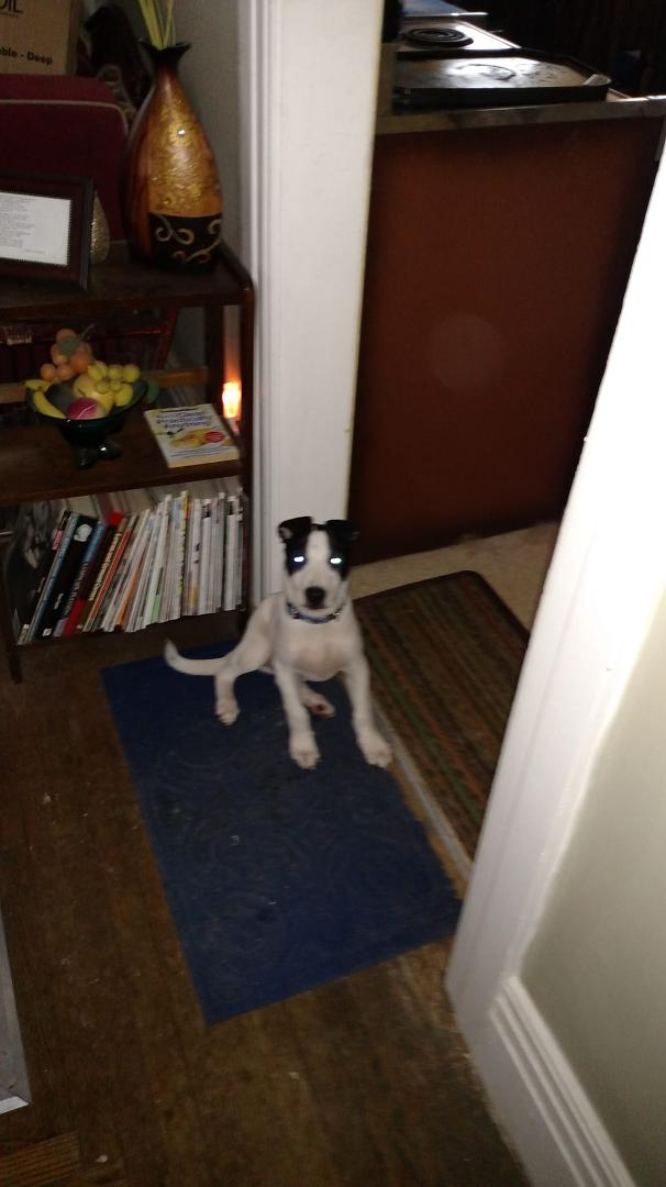 This is Ottis a new member of the family.12 weeks old and beautiful.
