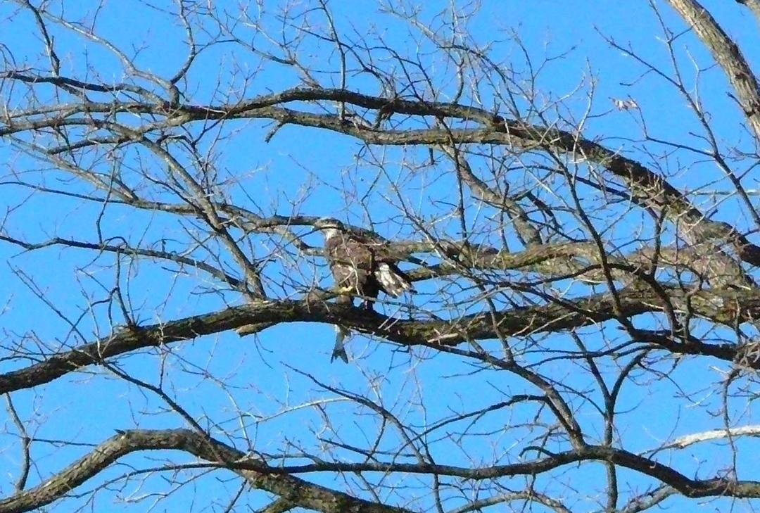 Yesterday after an eye exam, we went eagle hunting with our cameras along the Mississippi River west of Alton, IL. This eagle crossed over from the Mississippi to this tree to eat the fish it caught.