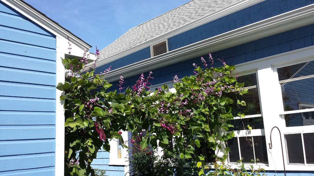 Robin's Purple hyacinth bean vine complete with flowers and bean pods. Was about 50 lbs, trailing on an arch I built between the house and garage. Comes up every year but rarely as beautiful as this, taken in 2016.