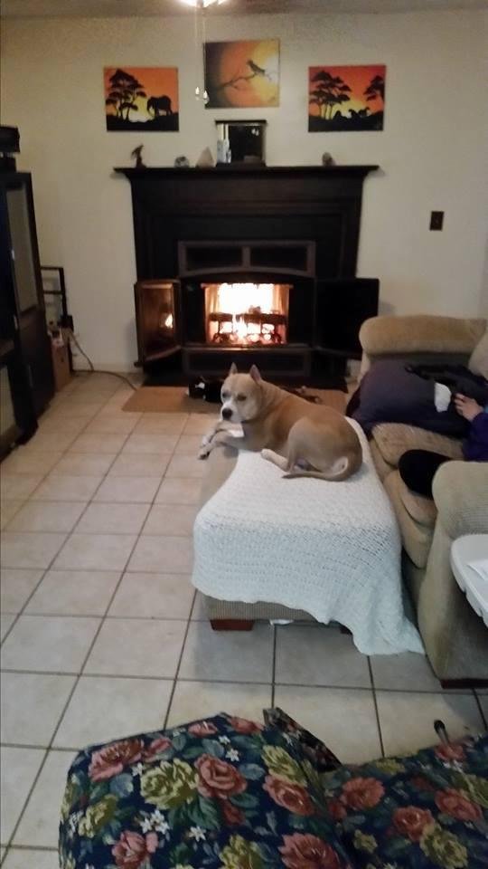 Gotta go pay my respects today to my homeboy Bobby and Charlene Easto-Hernandez because the family dog died yesterday from its struggle with cancer... I knew this dog since he was a puppy and watched him grow into a loving