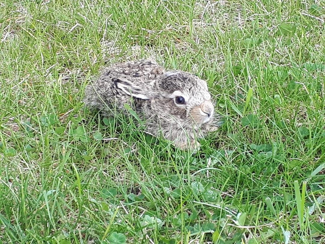 Baby bunnies in the back yard